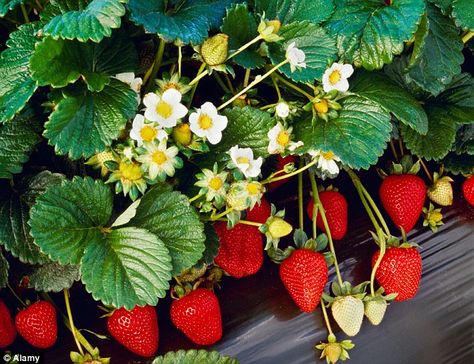 Strawberry Plant, Strawberry Field, Spring Cookies, Strawberry Plants, Strawberry Fruit, Strawberry Fields, A Chicken, Pictures To Paint, Print Wall Art