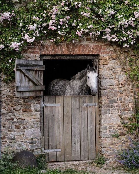 Dream Stables, Stables Design, Horse Aesthetic, Dream Barn, Countryside House, Beautiful Horse, Horse Stables, Equestrian Life, Horse Barn