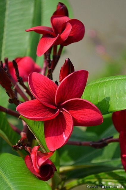 Carmine Glow Plumeria...oh I just smell the frangrance! Fiori Frangipani, Plumeria Flowers, Hawaiian Flowers, Fine Artist, Flowers Perennials, Small Trees, Exotic Flowers, Flower Beauty, Beautiful Blooms