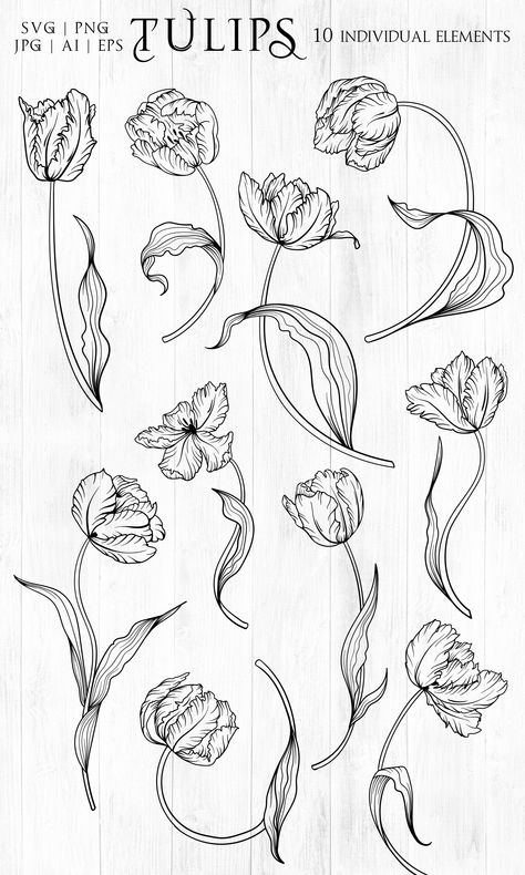 10 Vector Tulip Flowers Line Art by Dervik Art Store on @creativemarket Tulip Flowers Png, Drawn Tulips, Tulip Drawing, Tulip Tattoo, Flower Line Drawings, Flowers Svg, Flowers Png, Hand Drawn Vector Illustrations, Art Line