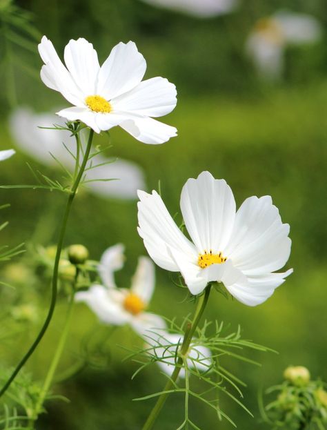 Sulfur Cosmos, Ink Flourishes, Flower Cosmos, White Cosmo, Pictures Flowers, Cosmos Flowers, Flowers Wallpaper, Fall Plants, Autumn Garden