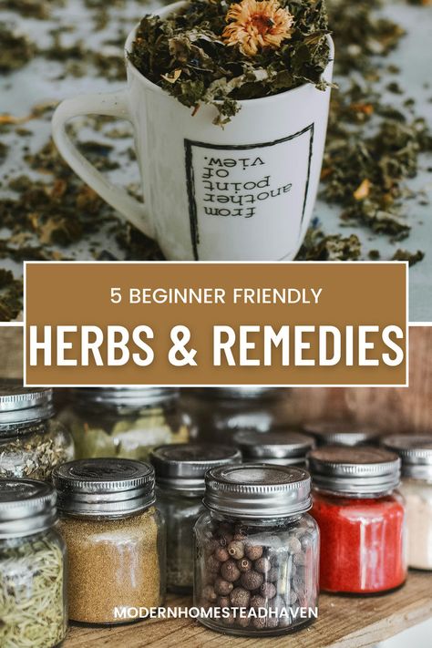 Explore five health packed herbal plants suitable for beginners, delving into their various uses and the remedies they offer. This post will provide valuable information for those looking to start their journey into herbalism, offering a blend of the plants history, the ailments they fix and how to turn the herbs into tincutres, salves, or plain ol' tea. Thanks for being here! #herbalmedicine #herbalism #herbs #alternativemedicine #herbalremedies Herbs Uses, Herbalism For Beginners, Modern Homestead, Herbal Plants, Herbal Apothecary, Health Heal, How To Turn, Medicinal Plants, Alternative Medicine