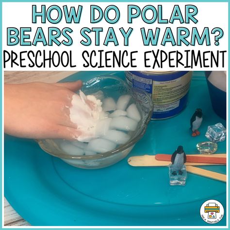 How Do Polar Bears Stay Warm Preschool Science Experiment - Pre-K Printable Fun Polar Bear Experiment, Polar Bear Activities For Kids, Polar Bear Science, Polar Bears Preschool, Polar Bears Activities, Science Kindergarten, Winter Science Activities, Bears Preschool, Kindergarten Stem