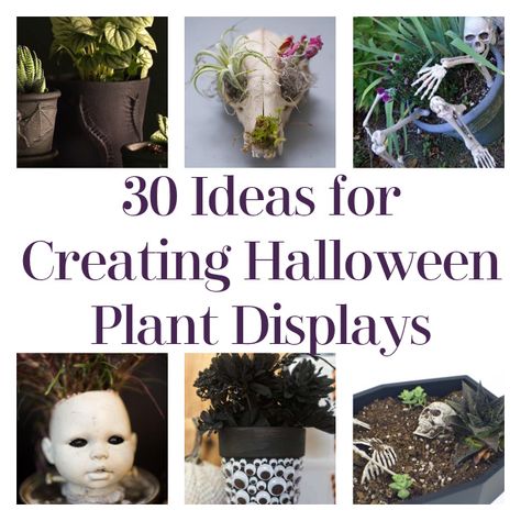 Hello, DIYers! If you love plants AND Halloween, this blog is for you! There are plenty of ways to display your plants in a spooky way that blends in perfectly with your Halloween decor! Here are some ideas to get you started! Happy haunting!! Air Plants in a Cow Skull  This is lovely all year […] The post 30 Ideas for Creating Halloween Plant Displays appeared first on DIY Projects by Big DIY Ideas. Spooky Plant Decor, Spooky Plants Halloween, Halloween Planter Ideas, Halloween Planters, Succulent Workshop, Halloween Plants, Halloween Entryway, Cow Skull Decor, Diy Skulls