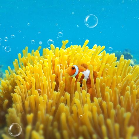 Clownfish. Sea. Sea Anemone Sea Anemone, Cool Fish, Beautiful Sea Creatures, Kunst Inspiration, Fish Wallpaper, Marine Fish, Seni 3d, Underwater Creatures, Exotic Fish