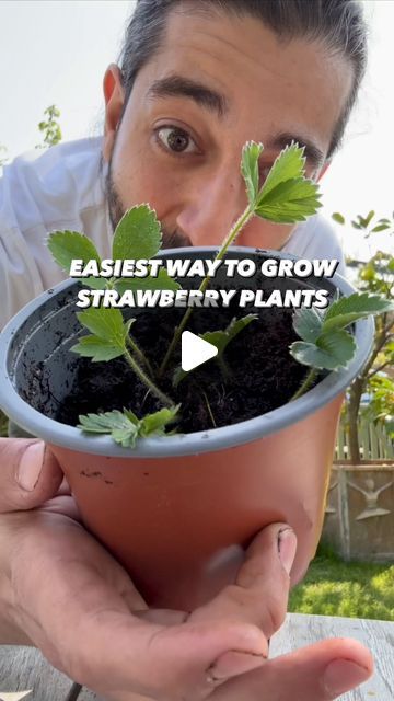 Armen Adamjan on Instagram: "I get amazed every time I do this with a strawberry slice.. 😲🍓 Great weekend project to do with your kids / family.. I bet if we all did this - there would be such an abundance of strawberries, we’d never have to pay for them again!  . . . #strawbery #berry #plants #lifehack #diy #howto #kitchenhacks #recycle #upcycle #hacks #instagood #plantbased #fruit #grow" Smokehouse Ideas, Creative Explained, Growing Ginger, Windowsill Garden, Strawberry Garden, Strawberry Decorations, Garden Hacks, Strawberry Slice, Plant Hacks