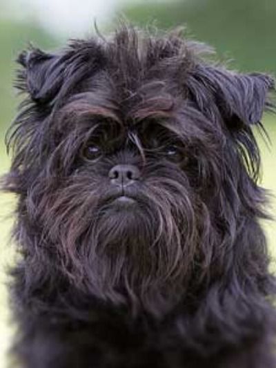 The Affenpinscher: loyal, curious, and famously amusing; this almost-human toy dog is fearless out of all proportion to his size. As with all great comedians, it’s the Affenpinscher’s apparent seriousness of purpose that makes his antics all the more amusing. Affenpinscher Puppy, Affenpinscher Dog, Dog Breeds Pictures, Griffon Dog, Retro Bedroom, Every Dog Breed, Dog Pool, Dog Stocking, Dog Loss