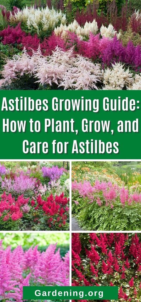 Astilbes are not only beautiful but they are surprisingly useful in problematic areas of the yard and garden. Learn all about them here. Astilbe In Garden, Astilbe Garden Design, Astilbe Shade Garden, Hosta Astilbe Garden, Bulbs That Grow In Shade, Hostas And Astilbe Landscaping, Hosta And Astilbe Shade Garden, Zone 4 Shade Garden, Astilbe Companion Plants