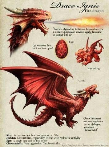 Dragon Description, Dragon Anatomy, Drawing Dragon, Types Of Dragons, Anne Stokes, Learning To Draw, Dragon Artwork Fantasy, Dragon Illustration, Dragon Pictures