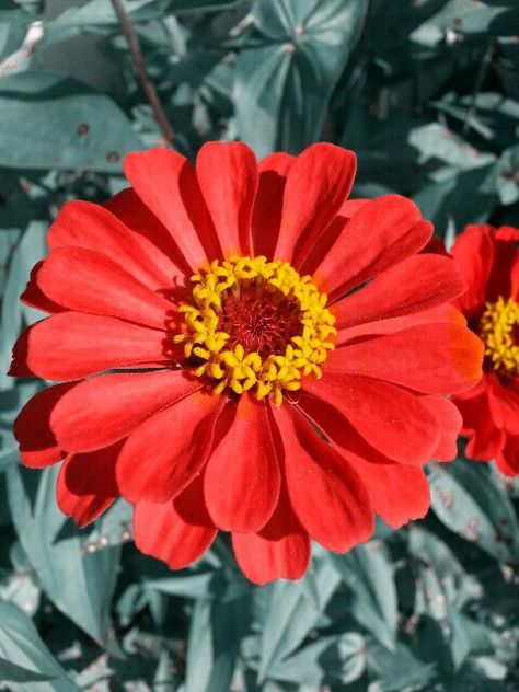 Orange Zinnias Orange Zinnia, Rose Flower Png, Zinnia Flower, Small Front Yard Landscaping, Spring Floral Arrangements, Zinnia Flowers, Transparent Flowers, Flower Meanings, Growing Flowers