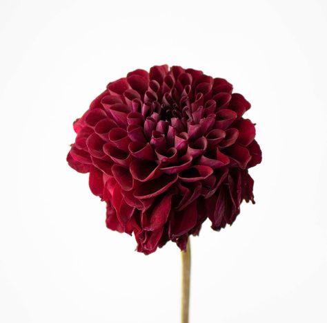 Burgundy Flowers Wedding, Burgundy Wedding Flowers, Dianthus Flowers, Burgundy Dahlia, Colour Study, Mini Calla Lilies, Gerbera Flower, Wedding Flower Packages, Dahlia Flowers