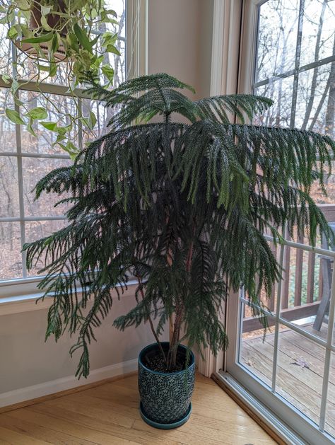 Norfolk Island Pine Houseplant, Norfolk Island Pine Indoor, Indoor Pine Tree, Norfolk Island Pine Christmas Tree, Norfolk Pine Christmas Tree, Norfolk Pine Indoor, Norfolk Pine Care, Norfolk Pine Tree, House Greenery