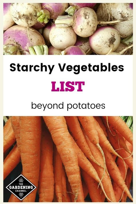 Check out this vegetable list for starchy vegetable options to grow, other than potatoes. Most of these starchy vegetables will store well for months in a cool, dry place. #gardeningchannel #gardening #gardennutrition Starchy Vegetables List, Non Starchy Vegetables List, Non Starchy Vegetables, Vegetable List, Starch Solution Recipes, Vegetables List, Calorie Density, Calorie Dense Foods, Starch Solution