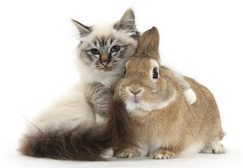 Friendship Birman Cat, Spring Song, Animals Friendship, Animal Antics, Cute Animal Pictures, Sweet Animals, Animals Images, 귀여운 동물, Animals Friends