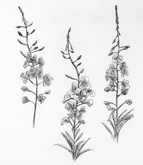 Fireweed Drawing, Fireweed Tattoo, Larkspur Tattoo, Wildlife Drawing, Earthy Tattoos, Pen And Ink Drawings, Sister Tattoo, Tattoo Board, Coaster Designs