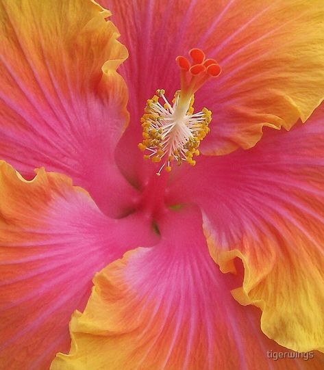 Orange And Yellow, Pink And Yellow, Hibiscus, Orange, Yellow, Red, Pink