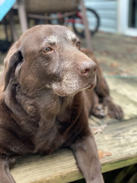 Chocolate Dogs, Old Labrador, Lover Anime, Painting Dogs, Chocolate Dog, Dog Tattoo Ideas, Dogs Aesthetic, Aesthetic Animals, Chocolate Lab Puppies