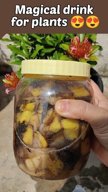 Banana Peel Water For Plants, Banana Water For Plants, Banana Peel Fertilizer, Fruit Waters, Growing Citrus, Banana Water, Apple Water, Banana Peels, Garden Companion Planting