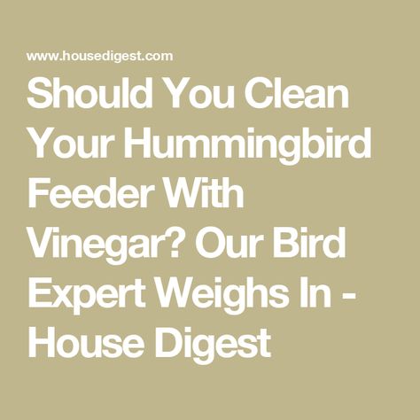 Should You Clean Your Hummingbird Feeder With Vinegar? Our Bird Expert Weighs In - House Digest Sugar Water For Hummingbirds, Homemade Hummingbird Nectar, Hummingbird Nectar, Hummingbird Feeder, Small Insects, Plants For Hanging Baskets, Hummingbird Garden, Healthy Garden, How To Attract Hummingbirds