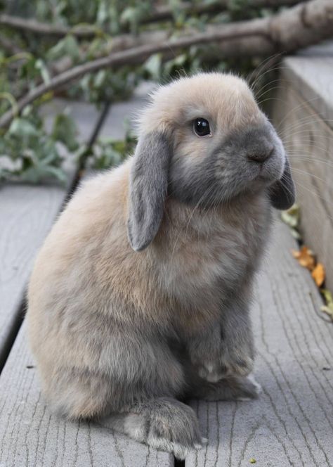 Floppy Eared Bunny by Lambieb123 Floppy Eared Bunny, Pet Bunny Rabbits, Cute Bunny Pictures, Holland Lop, Baby Animals Pictures, Pet Bunny, Bunny Pictures, Floppy Ears