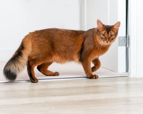 Somali cat looks kinda like a fox Somali Cat, Cat Anatomy, Tonkinese, Cat Reference, Exotic Cats, Söt Katt, Abyssinian Cats, Gorgeous Cats, Cat Pose