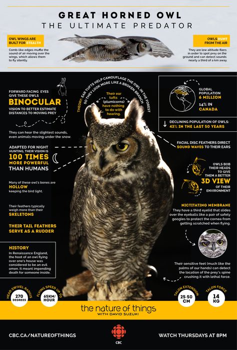 Owl Habitat, Owl Symbolism, Owl Flying, Owl Facts, Nature Of Things, Owl Wings, Infographic Poster, Animal Symbolism, Animal Science