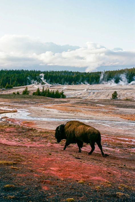 Yellowstone on Film: A Multi-generational Photo Essay | Field Mag Yellowstone Road Trip, Visit Yellowstone, National Parks Photography, Beautiful Film, Old Faithful, Rainier National Park, Kodak Portra, Rocky Mountain National Park, Photo Essay