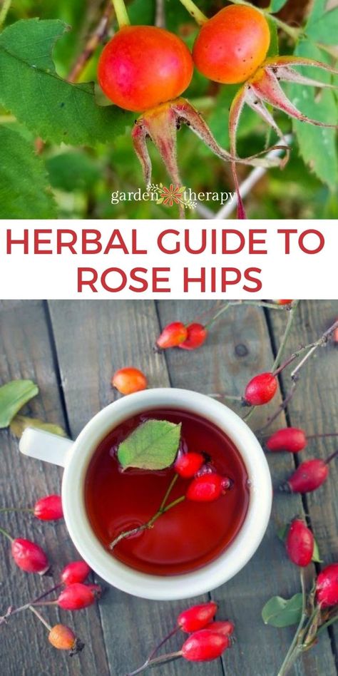 Rose Hips Benefits + How to Grow Them (and Use Them) Rose Hips Benefits, Herbal Guide, Rosehip Recipes, Wild Crafting, Medicinal Wild Plants, Gardening Herbs, Rosehip Tea, Wild Food Foraging, Garden Therapy