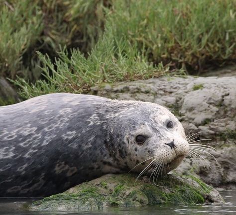 Harbor Seal in Elkhorn Slough #seal #harborseal #pinniped Selkie Collection, Seal Mermaid, Seal Aesthetic, Harbour Seal, Elkhorn Slough, City Ideas, Northern Maine, Harbor Seal, Underwater City