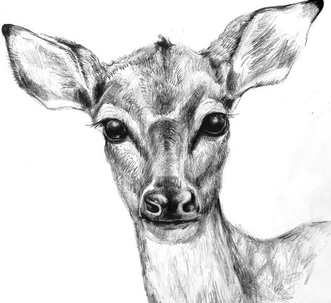 Sketch of doe Pencil Drawings Of Animals, Minimalist Drawing, Deer Art, Drawing Easy, Animal Sketches, Wildlife Animals, Ink Illustrations, Drawing Videos, Drawing Tutorials