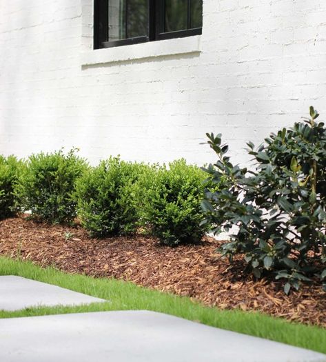 Choosing the Right Boxwood Shrub for Your Landscaping - Plank and Pillow Boxwood Bushes In Front Of House, Boxwood Shrub, Plank And Pillow, Boxwood Landscaping, Shrubs For Landscaping, Types Of Shrubs, Box Wood Shrub, Farmhouse Landscaping, Easy Landscaping