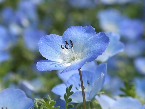 Nemophila Menziesii (Baby Blue Eyes) Watchmaker Aesthetic, Nemophila Flower, Nemophila Menziesii, Soft Blue Flowers Aesthetic, Myosotis Flower Aesthetic, Sky Blue Flowers Aesthetic, Baby Blue Eyes Flower, Blue Chamomile, Blue Eyes Aesthetic