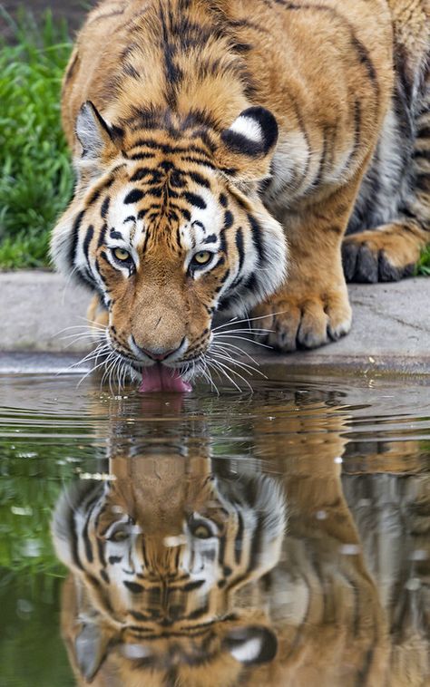 Tiger drinking water | I like the reflection on this shot! | Tambako The Jaguar | Flickr Tiger Drinking Water Drawing, Tiger In Water Painting, Tiger Reference Photo, Animal Reflection, Tiger Drinking Water, Tiger Reflection, Screenprinting Ideas, Water Reflection Photography, Aesthetic Tiger