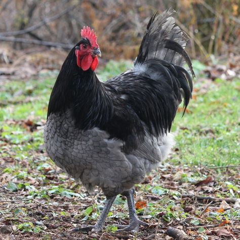 It seems as if there are as many colors of chickens as there are unique and diverse groups of people. It’s a beautiful thing in both cases. Blue Orpington chickens are one of many, many breeds, but still an amazing breed and has a lot to offer. You might be wondering not only about the... The post Blue Orpington Chickens – What You Need To Know appeared first on Pampered Chicken Mama: Raising Backyard Chickens. Orpington Chickens, Chicken Mama, Chicken Coloring, Raising Chicks, Blue Chicken, Fancy Chickens, Backyard Chicken Farming, Beautiful Chickens, Raising Backyard Chickens