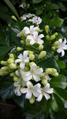 Beautiful Flower Quotes, Motivational Articles, Flowers Photography Wallpaper, Jasmine Flower, Nothing But Flowers, Design Garden, White Gardens, Fragrant Flowers, Alam Yang Indah