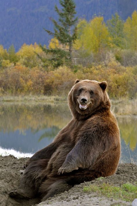 Very Dangerous Animals If Provokes:  After digging for nearly 30 minutes, this huge male grizzly decided to take a break. Rather than backing out of his hole entirely he sat down, lifted his body up and looked right at me. Although panting from all of his hard work, it looks like nothing but a huge ol' smile!    Location: Girdwood, Alaska Grizzly Bears, Animal Wildlife, Grizzly Bear, Happy Animals, Animal Planet, Animal Photo, Brown Bear, Animals Friends, Beautiful Creatures