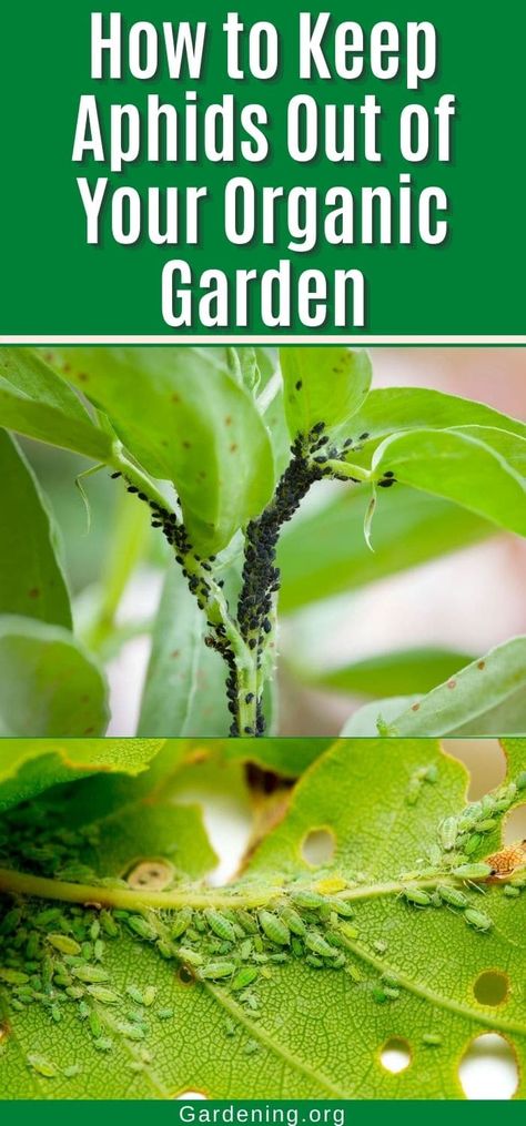 Homemade Plant Fertilizer, Homemade Insecticide, Cabbage Plant, Growing Organic Vegetables, Plant Bugs, Cucumber Plant, Bush Beans, Garden Solutions, Plant Diseases