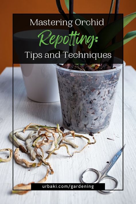 When it comes to repotting orchids, a delicate touch is required. Unlike traditional potted plants, orchids thrive in loose materials like bark, charcoal, and moss. This article guides you through the essential steps of repotting an orchid, ensuring a successful transition for your plant. Discover the secrets to minimize stress and disease risks while exposing the intricate root system. With careful attention and expert advice, you'll confidently replant your orchid and witness it flourish! Replant Orchids Plants, When To Repot Orchids, Orchid Repotting, Orchid Potting Mix, Repotting Orchids, Orchid Plant Care, Orchid Roots, Orchid Bark, Orchid Plant