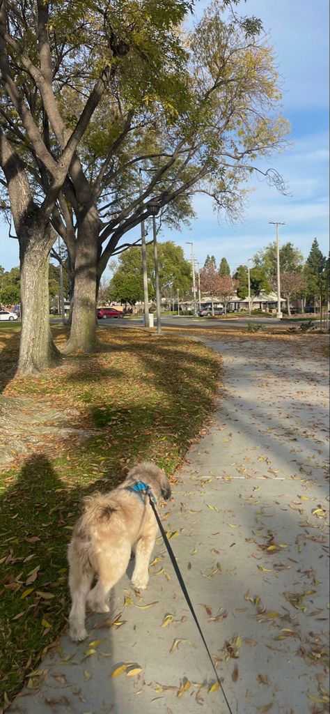 Early Morning Dog Walk, Morning Dog Walk Aesthetic, Visionary Board, Fall Tv Shows, Walking Dogs, Vision Bored, Girl Therapy, Walking City, Halloween Movie Night