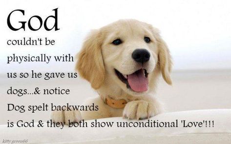 God couldn't physically be with us, so he gave us dogs... #Dogs #God #Love #Puppy #London #Enfield #Southgate Dog Quotes Love, Dog Quotes Funny, Love My Dog, Animal Quotes, Dog Quotes, Puppy Training, Unconditional Love, Goldendoodle, I Love Dogs