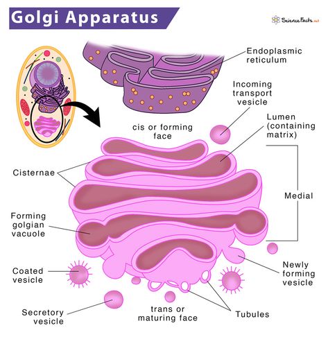 Golgi Apparatus - Definition, Location, Structure & Functions Golgi Apparatus Drawing, Golgi Apparatus Notes, Cell Organelles Diagram, Golgi Apparatus Diagram, Golgi Bodies, Plant Cell Parts, Golgi Apparatus, Animal Cell Project, Anaerobic Respiration