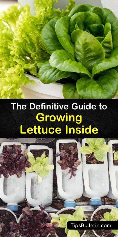 Learn how to plant lettuce seeds in potting soil at home to grow your own lettuce plants indoors on a windowsill. Whether your favorite lettuce varieties are romaine, butterhead or iceberg, discover how to water and prevent the outer leaves bolting for a tasty harvest. #grow #lettuce #indoors Regrow Romaine Lettuce In Water, How To Grow Lettuce Indoors, How To Grow Plants In Water, Planting Lettuce In Containers, How To Plant Lettuce, Planting Lettuce Seeds, Garden Preserving, Lettuce Varieties, Plant Lettuce