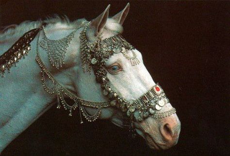 Golden decorative bridle. Lots of little details. #eastern #horse #chains حصان عربي, Akhal Teke, Kunst Inspiration, Arte Inspo, High Fantasy, Fantasy Warrior, Pretty Horses, White Horse, Dragon Age