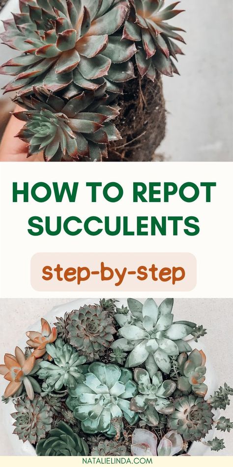 Learn how to repot your beautiful succulents the right way for best results! I'm sharing my top how to repot succulents tips so you can help your plants thrive in their new home! This also applies when learning how to repot leggy succulents that have outgrown their current pot. Learn how to repot overgrown succulents and get tips for how to repot succulents together in a large pot. Succulent Repotting, Overgrown Succulents, Leggy Succulents, Repot Succulents, Replanting Succulents, Repotting Succulents, Repotting Plants, Beautiful Succulents, Succulent Wall Art