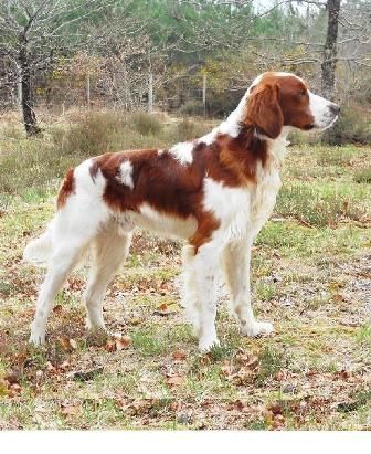 Red And White Setter, Irish Setters, Purebred Dogs, Bird Dogs, Irish Setter, Sporting Dogs, Dog Boarding, Dogs Of The World, Hunting Dogs