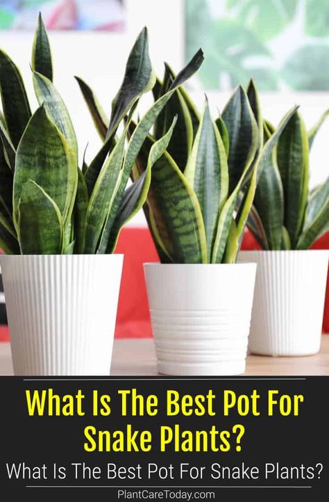 What Is The Best Pot For Snake Plants? Flower Pot Ideas Indoor, Best Pot For Snake Plant, Pots For Snake Plants, Snake Plants Decor, Inside House Plants, Snake Plant Decor, Snake Plant Indoor, Jade Plant Care, Plants Office