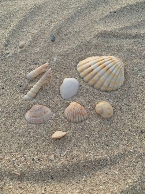 Summer Aesthetic Seashells, Seashell Beach Aesthetic, Beach Aesthetic Seashells, Beach Summer Aesthetic Wallpaper, Coastal Mermaid Aesthetic, Beach Aesthetic Shells, Collecting Seashells Aesthetic, Beach Stuff Aesthetic, Shells Aesthetic Wallpaper