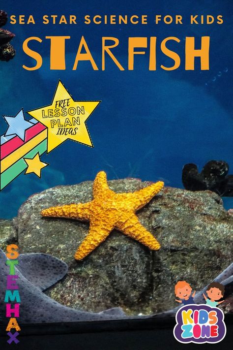 Children are intrigued by starfish and this post is filled with resources you might want to implement into your lesson plans. Included are videos, online books and free downloads. This mini-exploration can be done in 2-5 days.  #starfish #seastars #stemhax #science #lessonplans #kids #PreK #Kindergarten #1stgrade #2ndgrade #teachers #homeschool Starfish Activities, Homeschool Summer, Science Unit Studies, Lesson Plan Ideas, Animal Lessons, Fish Activities, Montessori Playroom, Homeschool Lesson Plans, Homeschool Freebies