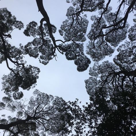 Sally Blake on Instagram: “I love looking up into tree canopies. This beautiful example of crown shyness is from a trip earlier in the year to Tasmania” Crown Shyness, Architectural Textures, Artist Block, Tree Canopy, Illustration Ideas, Tree Tattoo, Photo Tree, Canopies, Patterns In Nature