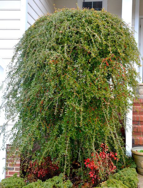 NATIVE YAUPON HOLLY (Ilex vomitoria) – Extension Master Gardener Volunteers of Durham County